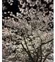 夜桜
