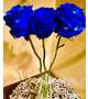 BLUE ROSE