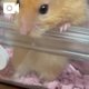今日の🐹🐰