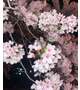 夜桜〜🌸