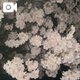 ひより次回出勤のお知らせ🌸✨