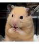 退勤日記‪🐹