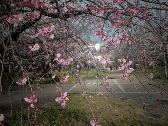 桜の木になろう