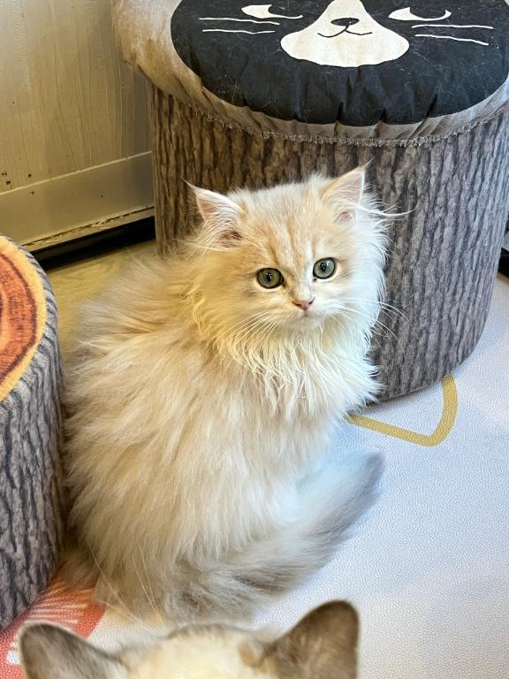 かわいこちゃん😻