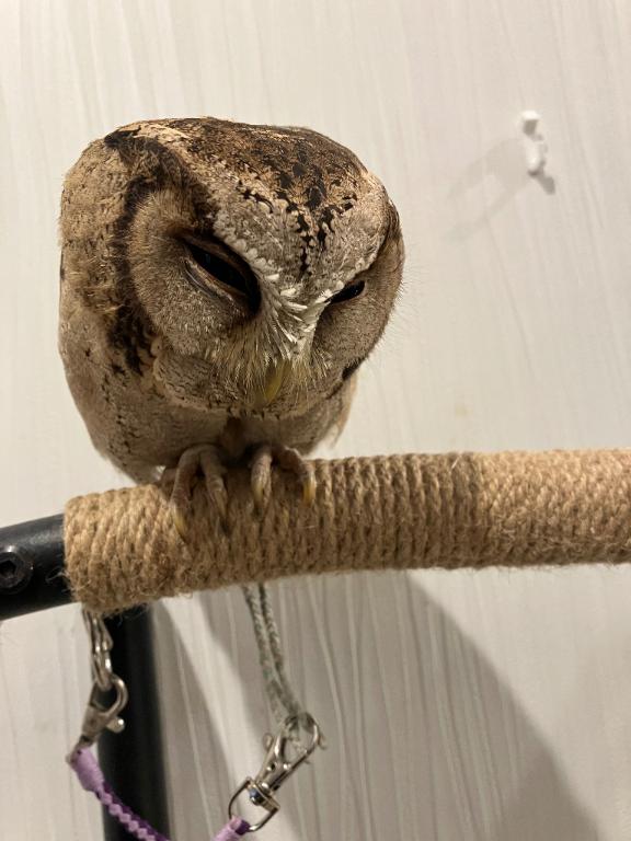 フクロウちゃん🦉