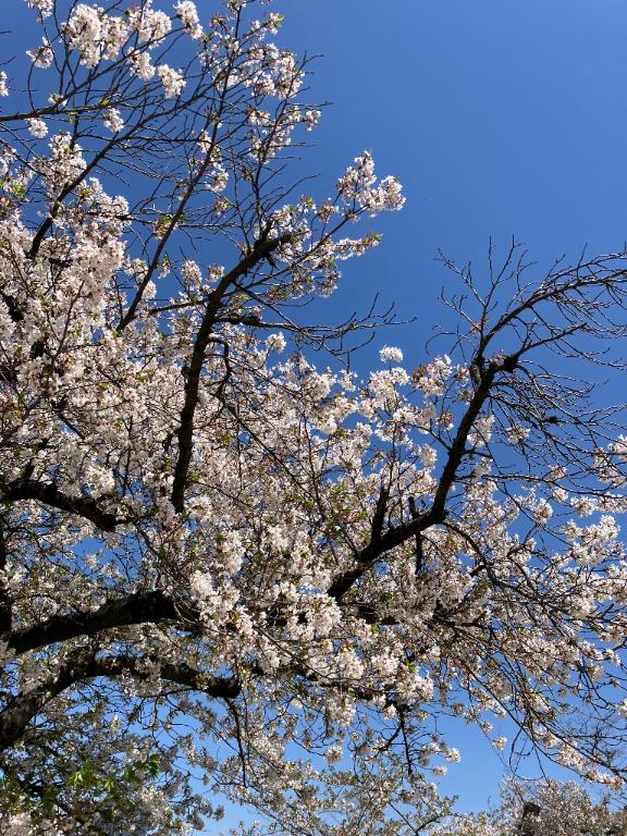 いるよ🌸