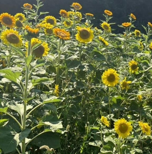 ひまわり🌻
