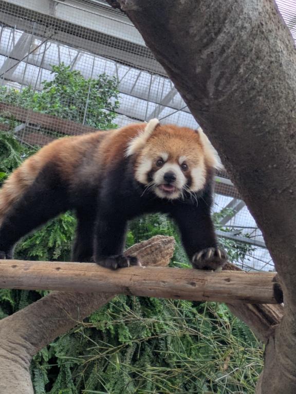 🩵🐻動物園🐰🩷