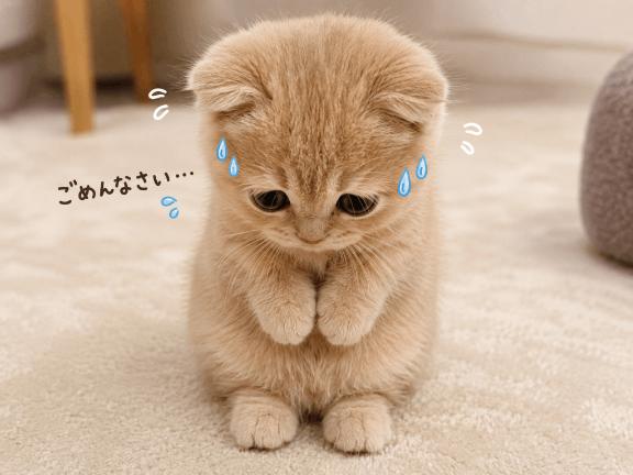 ごめんなさい( т т )💦