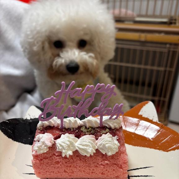 🎀🩷愛犬の💛