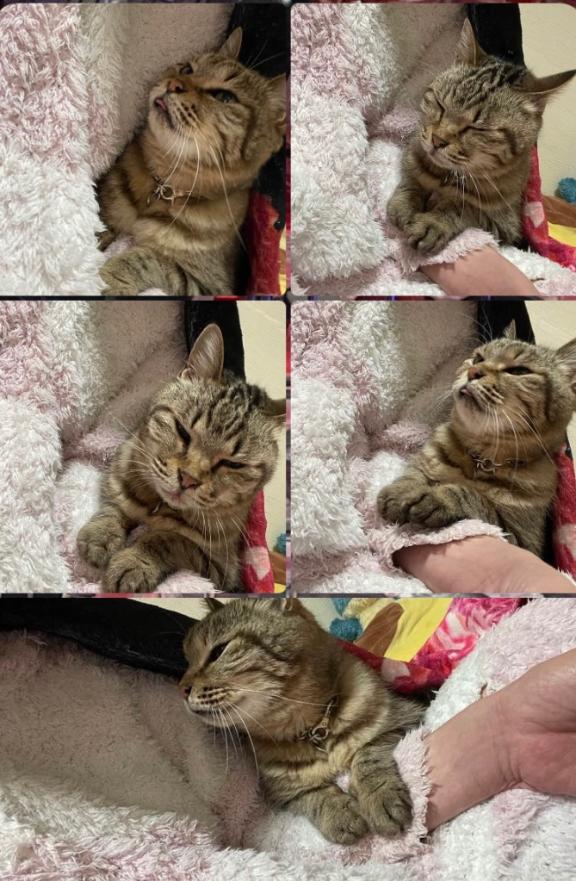 ♡♡猫好き様♡♡