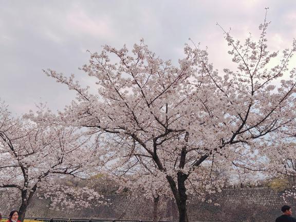 大阪城公園🩵
