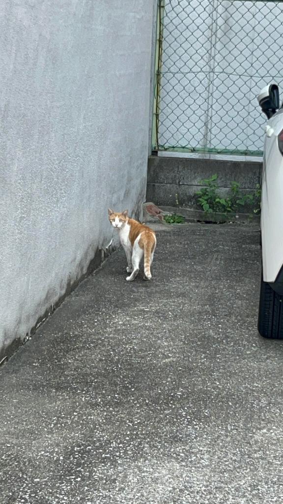 🐈‍⬛