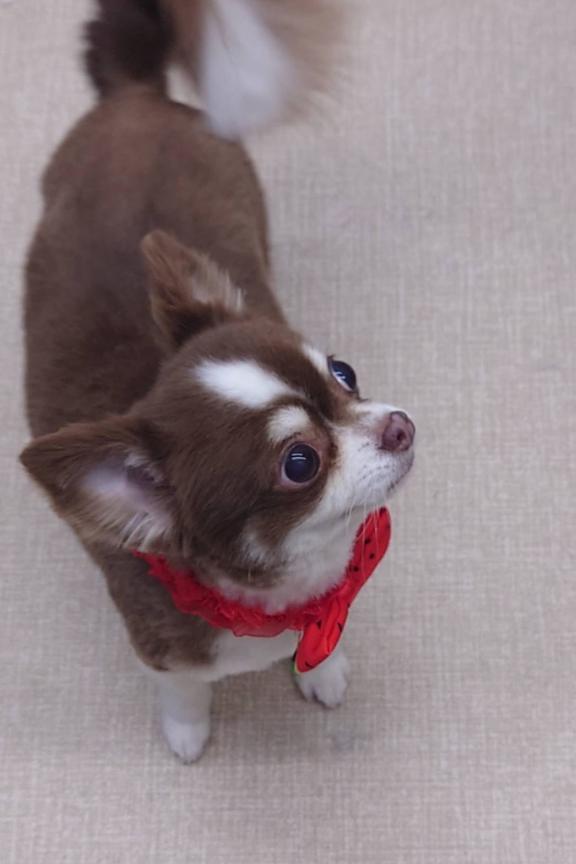 写メ日記サムネイル