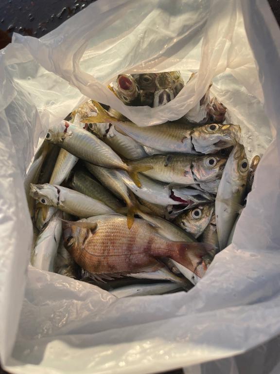 釣り🎣