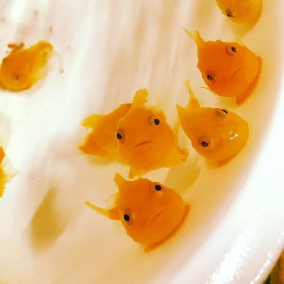 ダンゴウオって知ってる？🐟