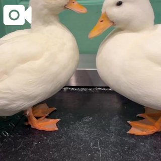 ˙˚ʚ お礼 ɞ˚˙
