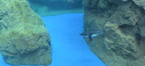ぺたぺた🐧