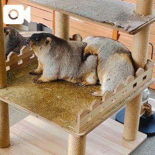 アヘ（アハ）体験🙄🍌💕