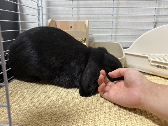 ふふふ