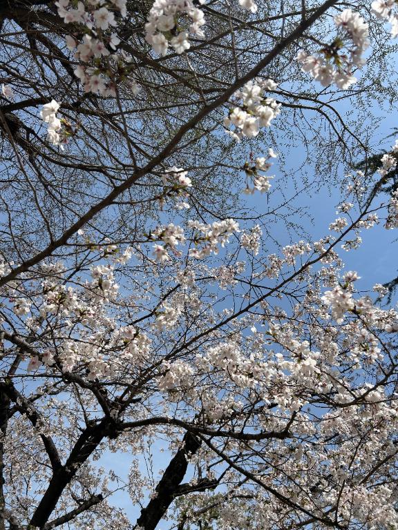 さくら