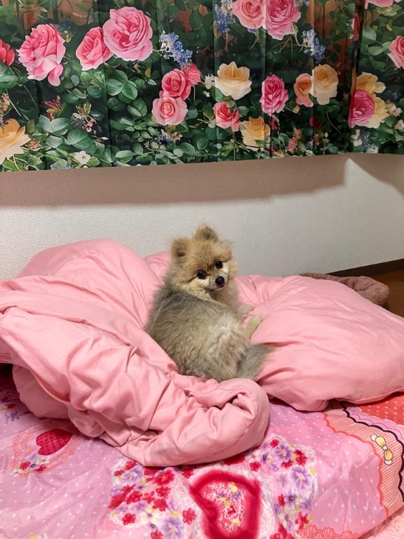 写メ日記サムネイル