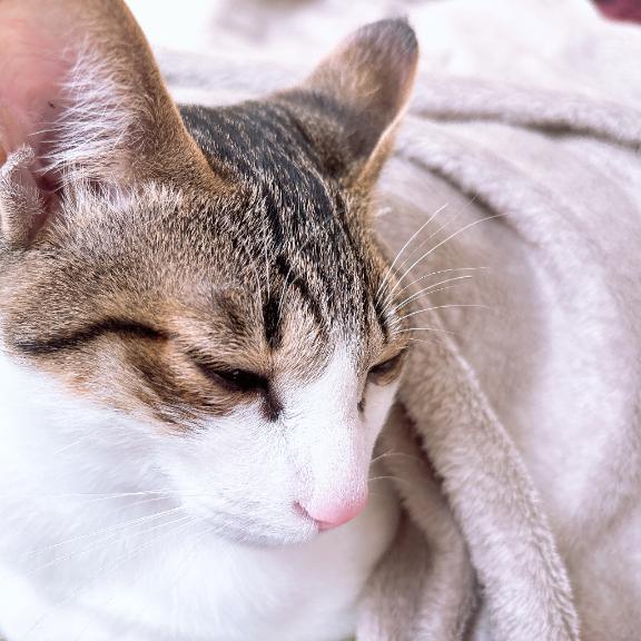 60分のお兄さん