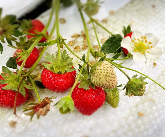 皐月🍓
