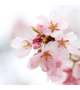 5月の出勤予定🌷