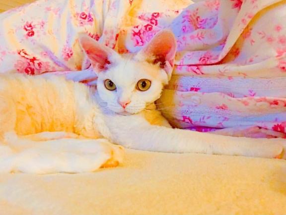 写メ日記サムネイル
