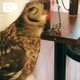 🦉❤️