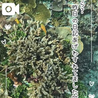 シノブ 海の中