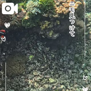 シノブ ニモ