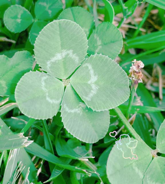 モミモミしちゃう？？