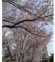 🌸桜って綺麗だよね💕