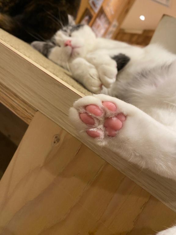 ⭐️次回の出勤⭐️