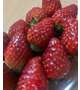 またまた🍓♥️