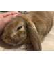 🐰うちの子紹介🐰