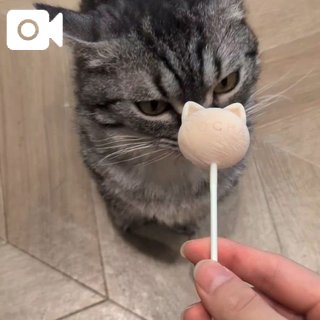 猫様の可愛さを語り隊ver2
