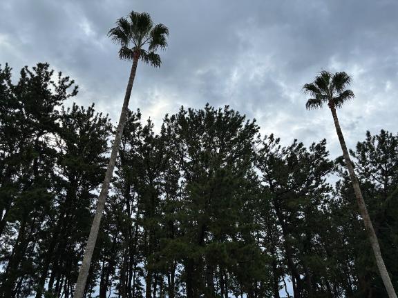 少しだけ懐かしい風に吹かれて🌴