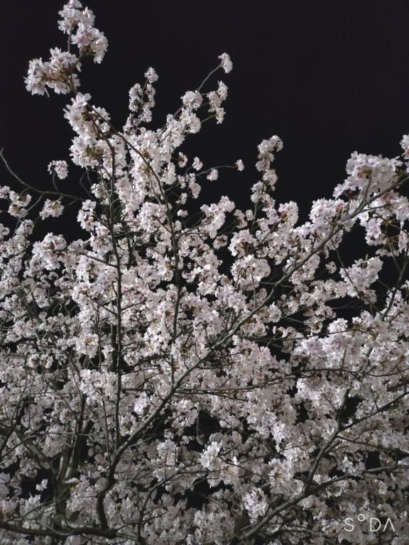 夜日記