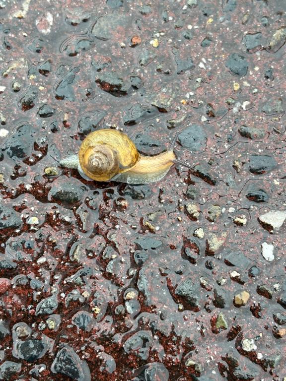 梅雨入りですねー。