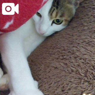 うちの𝐍𝐨. 𝟏🐱👑