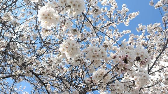 🌸4月の出勤🌸