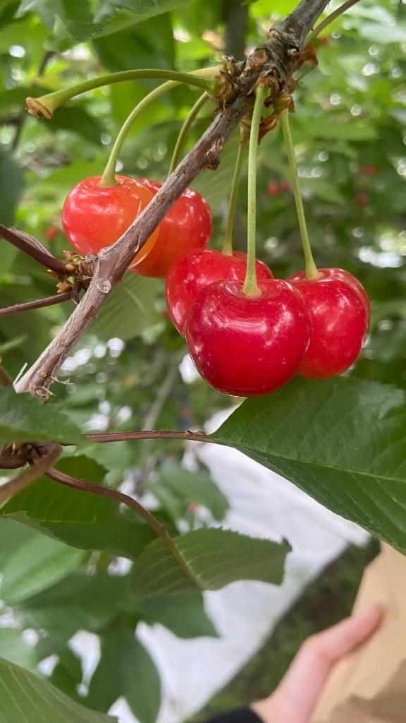 だーいすきなさくらんぼ🍒