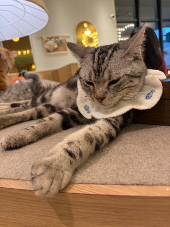 猫ちゃんに癒されまくり🩵