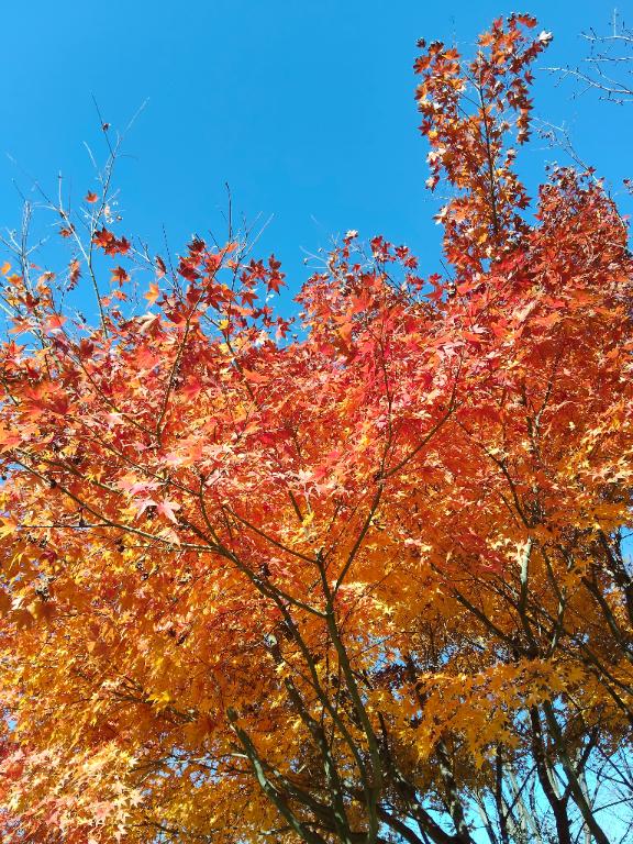 紅葉🍁