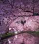 そろそろ夜桜のお時間？