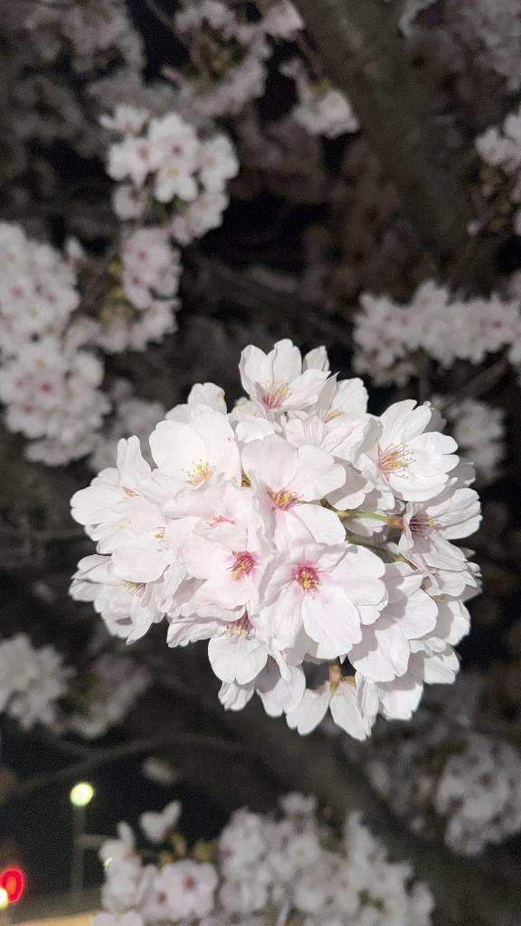 いつもありがとう🌷
