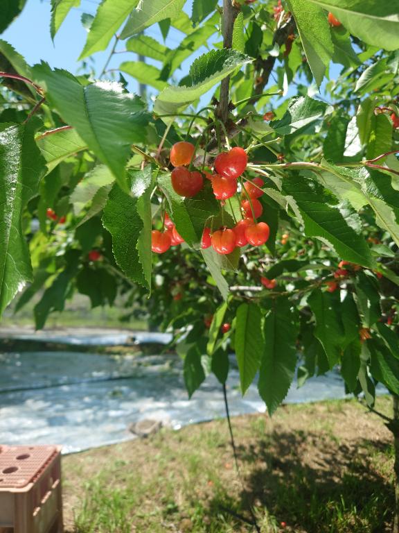 先日…🍒